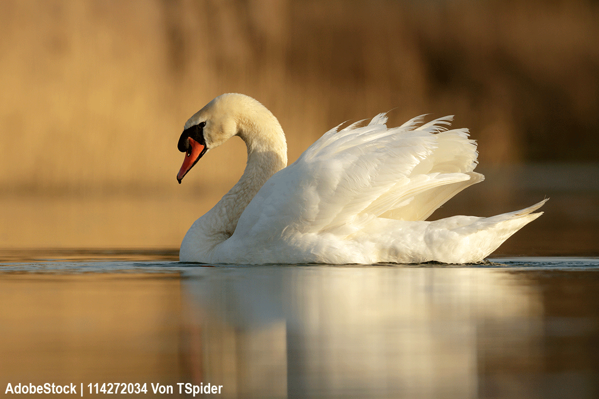 Der Schwan Der Schwan